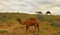 Turkmenistan, Ñamels graze in the Karakum desert.  The desert occupies 70% of the area of Turkmenistan