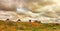 Turkmenistan, Ñamels graze in the Karakum desert.  The desert occupies 70% of the area of Turkmenistan