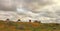 Turkmenistan, Ñamels graze in the Karakum desert.  The desert occupies 70% of the area of Turkmenistan