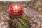 Turks cap cacti or Melocactus Ernestii plant in Saint Gallen in Switzerland