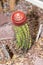 Turks cap cacti or Melocactus Ernestii plant in Saint Gallen in Switzerland