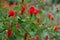 Turks cap flowers