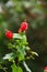 Turks cap flowers