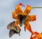 Turks cap flowers surrounded by swallowtail butterflies