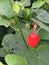 Turks cap plant