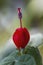 Turks Cap Red Flower - Malvaviscus arboreus Cav