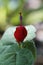 Turks Cap Red Flower - Malvaviscus arboreus Cav