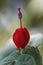 Turks Cap Red Flower - Malvaviscus arboreus Cav
