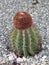 Turks head cactus, Providenciales