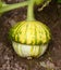 Turks turban squash growing on the vine