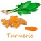 Turmeric Curcuma longa Linn powder and root on white background vector illustration