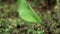 Turmeric is the dried rhizome of Curcuma longa, a herbaceous plant