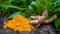 Turmeric with Finely dry powder and green leaves isolated on white background