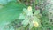 Turmeric flower bloom sometimes in summer