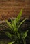 Turmeric / Inflorescence of turneric curcuma longa growing near red brick wall
