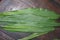  turmeric leaf with wooden background. green colour fresh turmeric leaves.