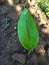 These are turmeric leaves that are 1 month old and very fertile??