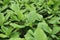 Turmeric leaves grown on the farm