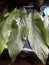 A turmeric leaves used for sweet dish.