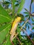 a turmeric locust perched on a sweet potato tree