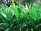 Turmeric plant in the farm stock photography