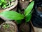 Turmeric Plant on Terrace Garden.