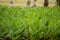 Turmeric Plantation Curcuma longa, Hasanur, Tamil Nadu - Karnataka State border, India