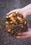Turmeric root (Curcuma longa) freshly picked