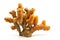 Turmeric Root On White Background