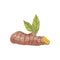 Turmeric sliced orange root, with green leaf, cartoon realistic vector illustration. Tumeric plant root, side view.
