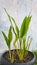 turmeric tree in a vase after harvesting some of the leaves for cooking