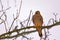 Turmfalke auf einem Zweig Common kestrel on a twick (Falco tinnunculus)