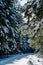 Turn of a snowy road in a coniferous forest