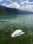 A Turn to Face Swan in Lake Annecy