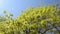 Turn view of green maple tree branch move in wind over blue sky