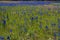 Turnbull National Wildlife Refuge with Flowering Common Camas