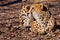 Turned around. A bright red cheetah is resting and looking down on a withered grass in the rays of the setting sun