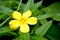 Turnera diffusa, known as damiana, beautiful yellow flower with green fresh background