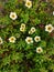 turnera subulata flowers blooming in the garden