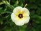 Turnera subulata or White Sage Rose on green natural background