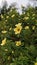 Turnera subulata yellow flower