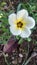 Turnera ulmifolia, flower, nature, garden, blooming, white