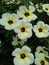 Turnera Ulmifolia flowers