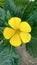 Turnera ulmifolia, yellow, flower, nature, blooming