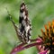 Turning away, the butterfly Melanargia galathea, The motley-eyed galatea sits on a pink echinacea flower in the summer