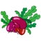 Turnip, beets. Vector of a beet, turnip. Turnip with leaves