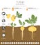 Turnip beneficial features graphic template. Gardening, farming infographic, how it grows. Flat style design