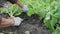 Turnip harvesting harvesting. Gardener digs out  this useful root fruit