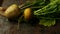 Turnip with haulm on the black rustic background