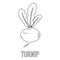 Turnip icon, outline style.